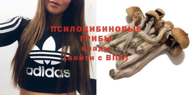 MEGA   Ейск  Галлюциногенные грибы MAGIC MUSHROOMS 